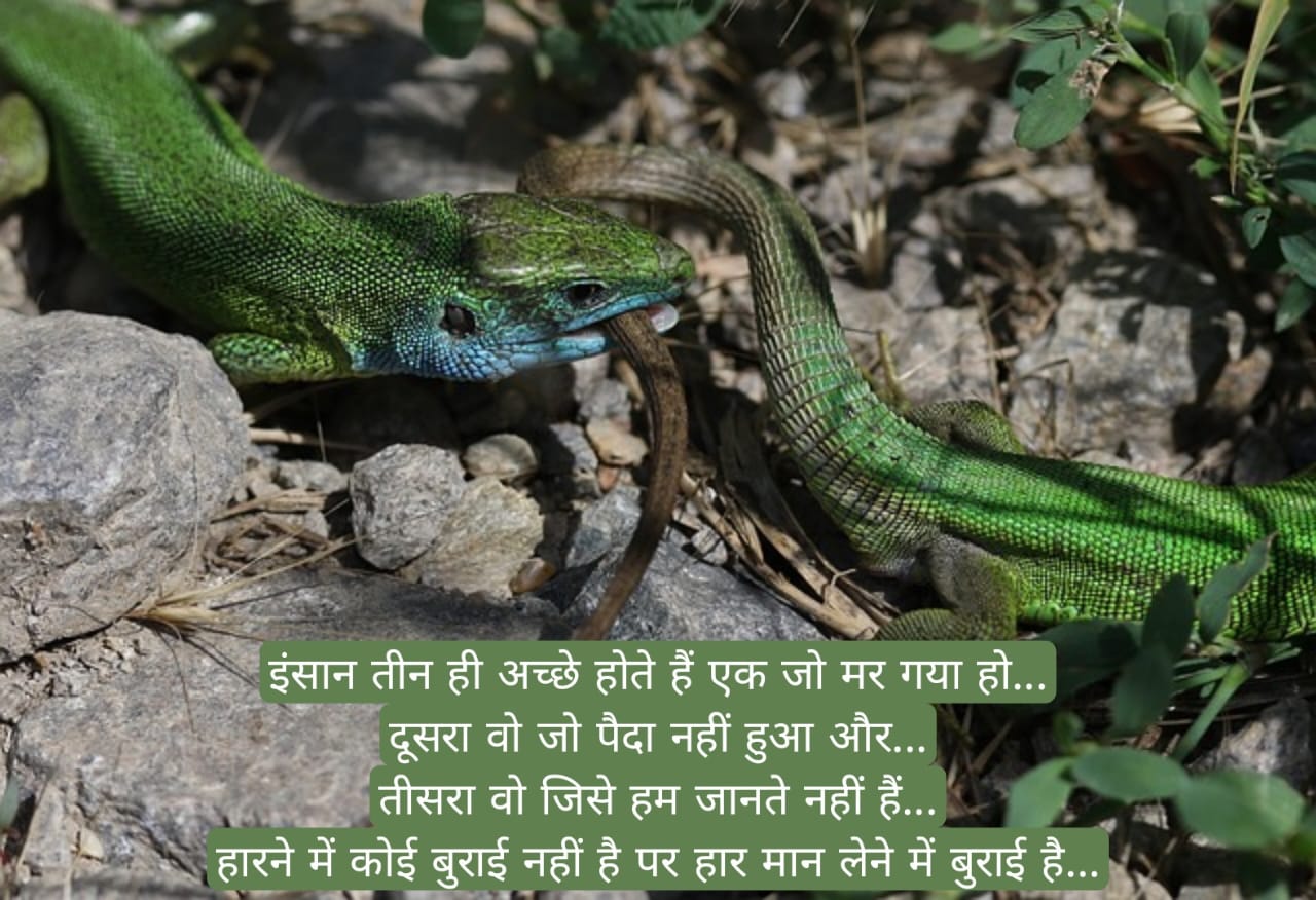 कड़वा सत्य वचन स्टेटस